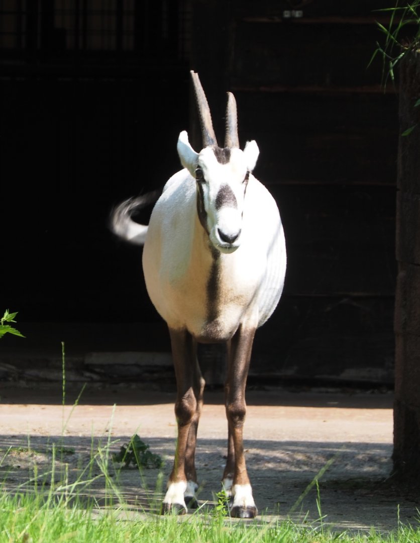 Arabian oryx (Oryx leucoryx), 2021-07-20
