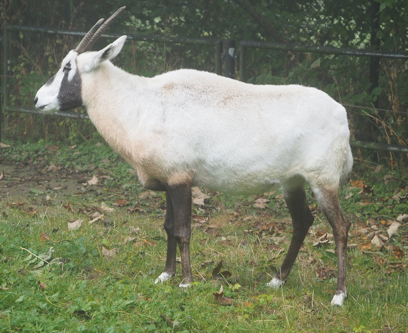 Arabian oryx (Oryx leucoryx), 2021-10-10