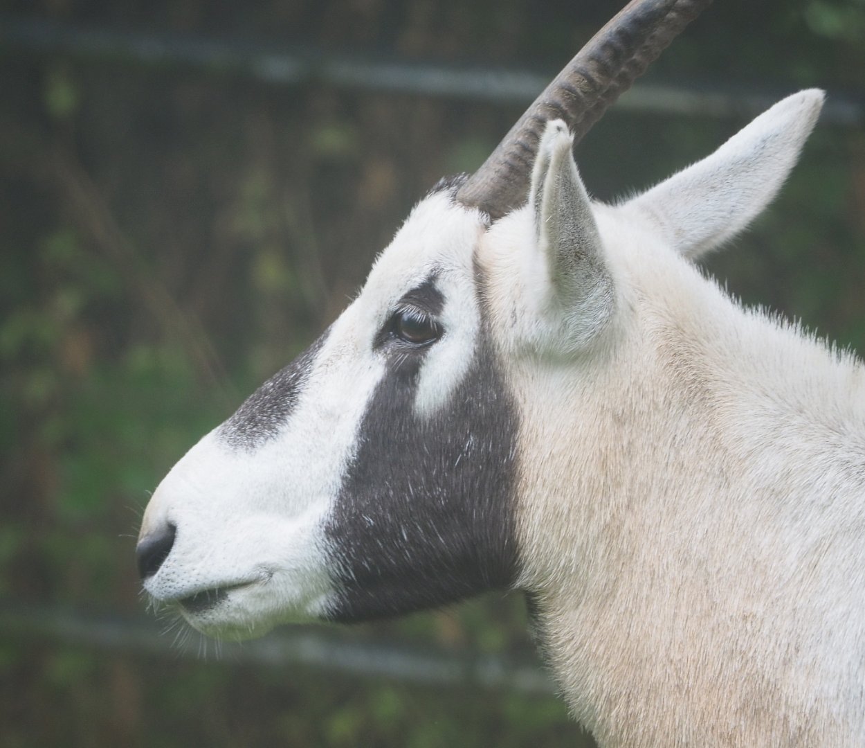Arabian oryx (Oryx leucoryx), 2021-10-10