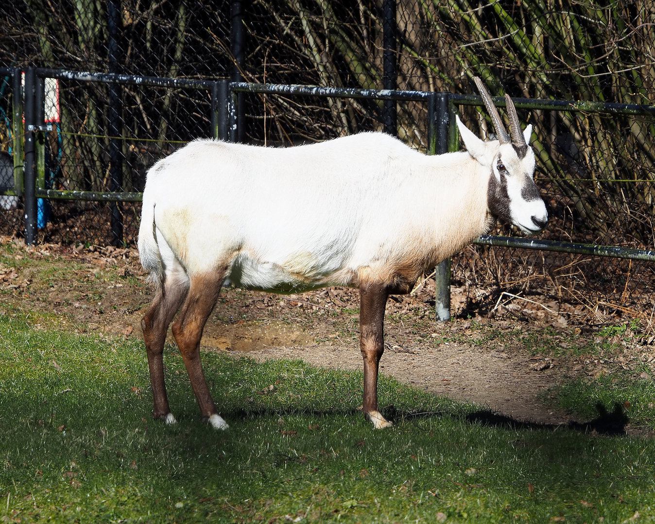 Arabian oryx (Oryx leucoryx), 2022-03-08