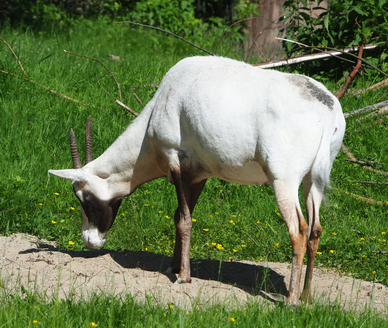 Arabian oryx (Oryx leucoryx), 2022-06-15