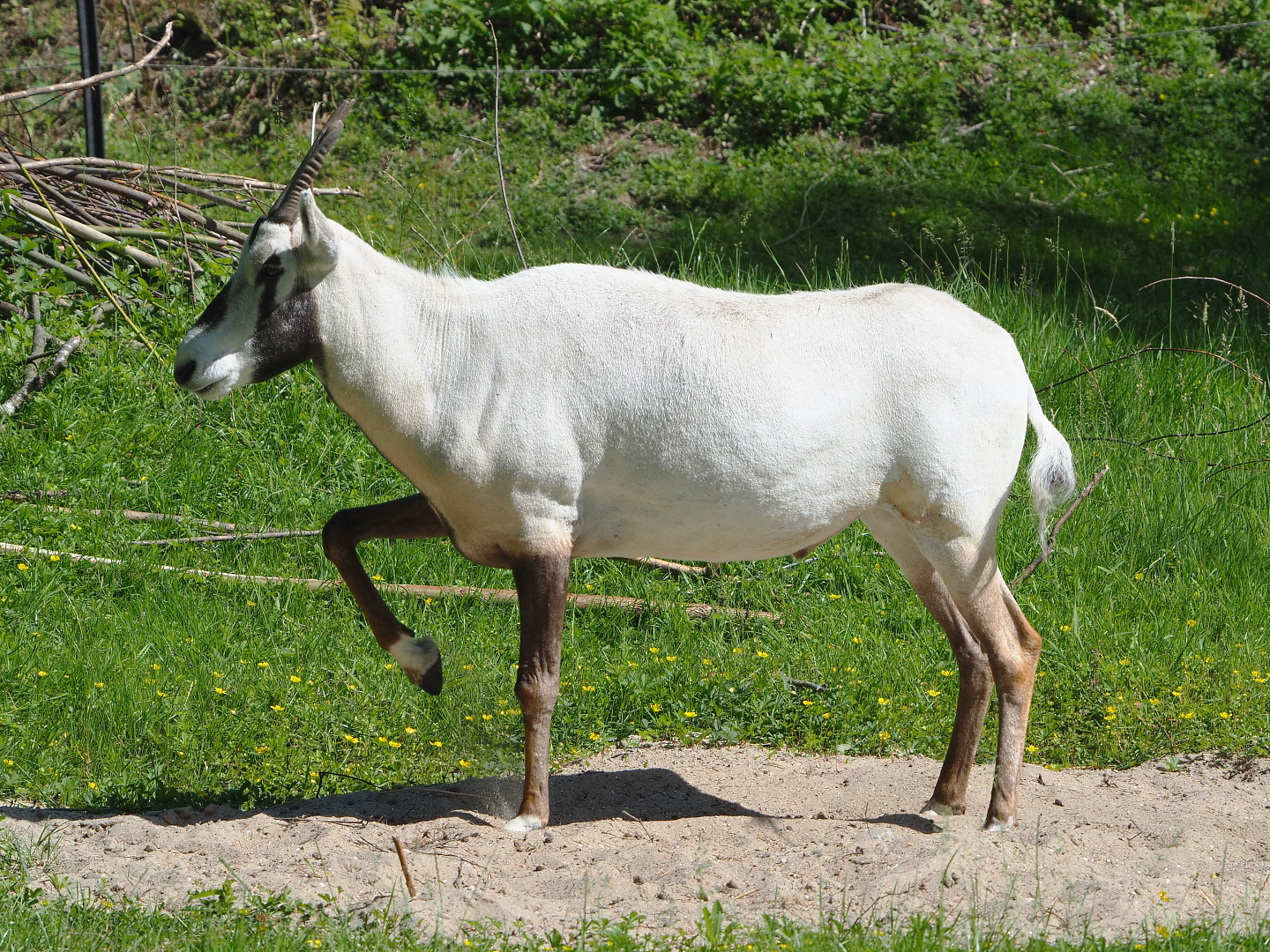 Arabian oryx (Oryx leucoryx), 2022-06-15