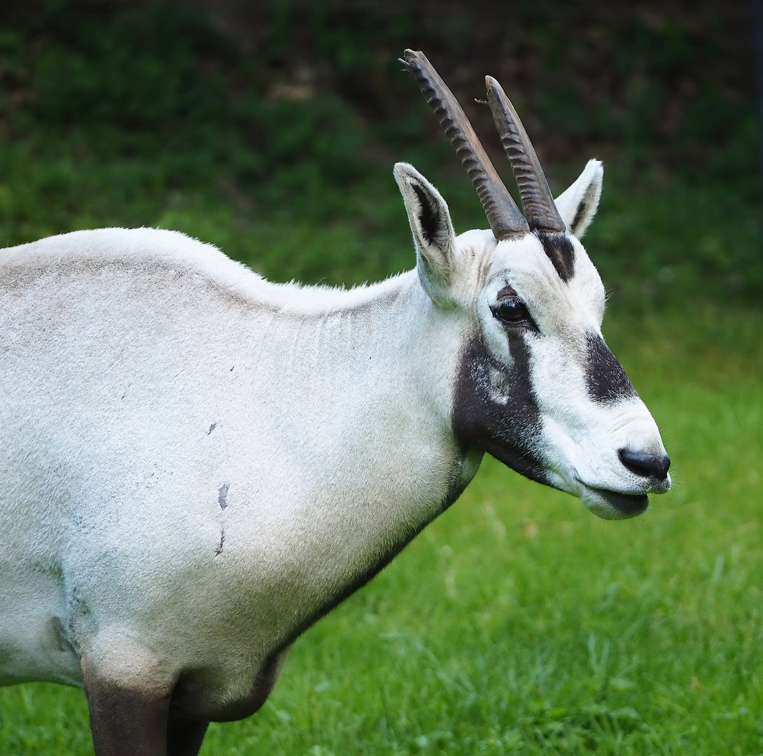 Arabian oryx (Oryx leucoryx),  2022-07-16