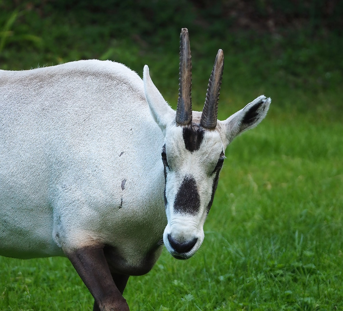 Arabian oryx (Oryx leucoryx),  2022-07-16