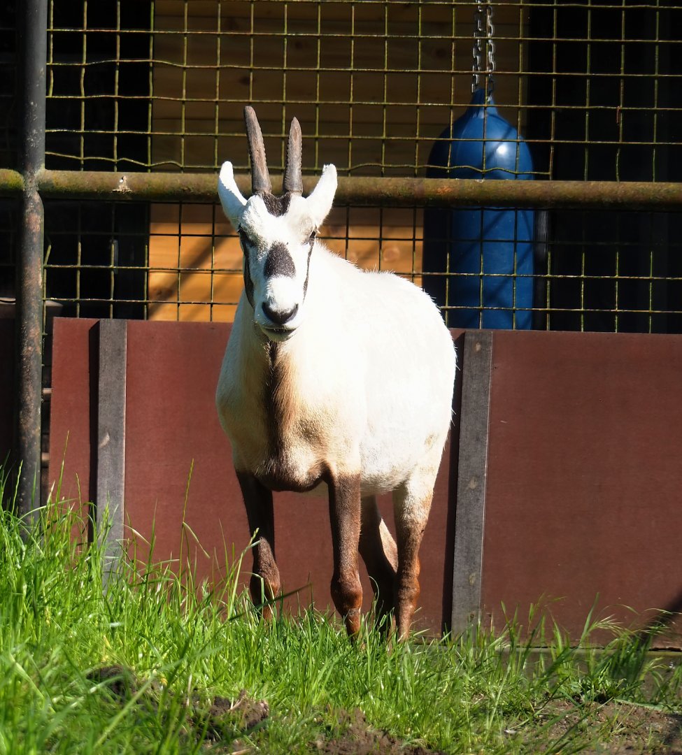 Arabian oryx (Oryx leucoryx), 2023-05-13
