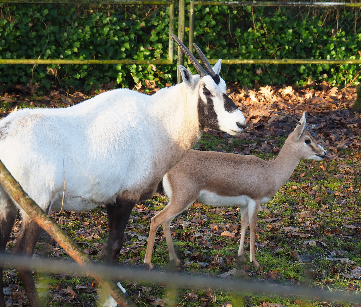Arabian oryx (Oryx leucoryx) and Slender-horned gazelle (Gazella leptoceros), 2022-01-30