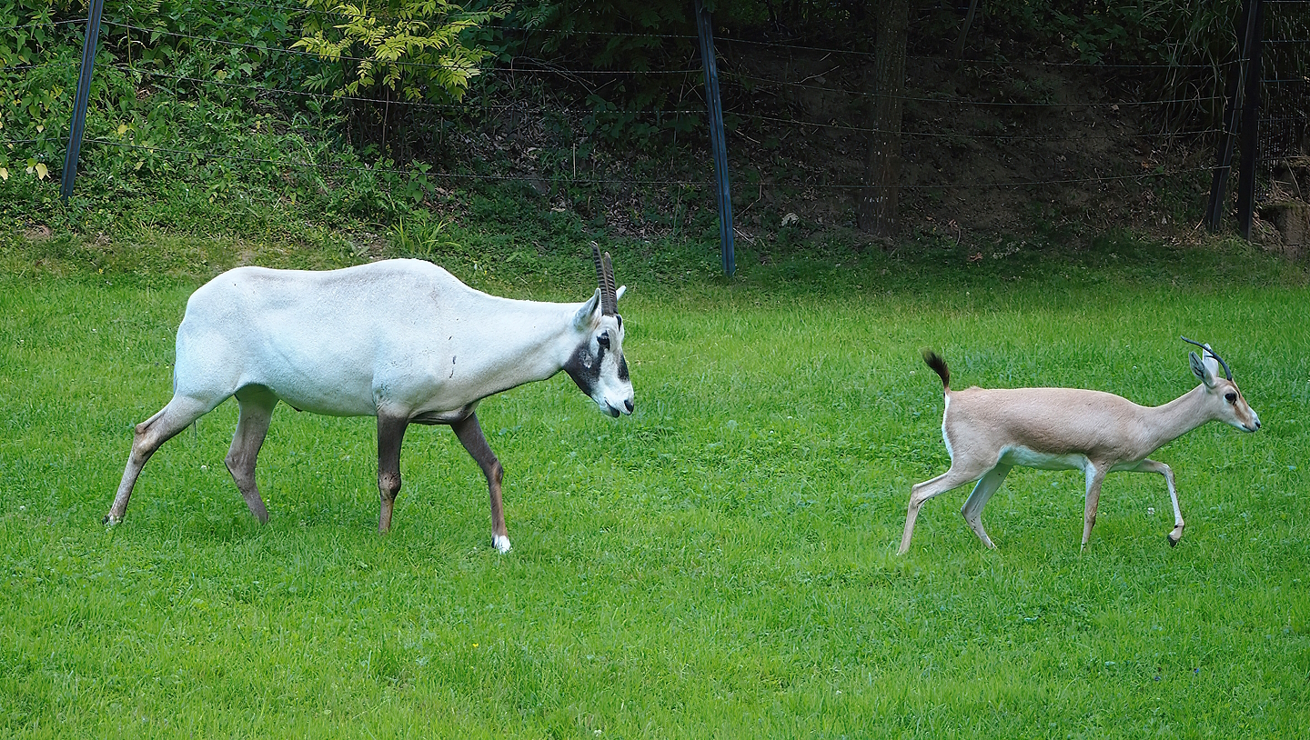 Arabian oryx (Oryx leucoryx) and Slender-horned gazelle (Gazella leptoceros),  2022-07-16