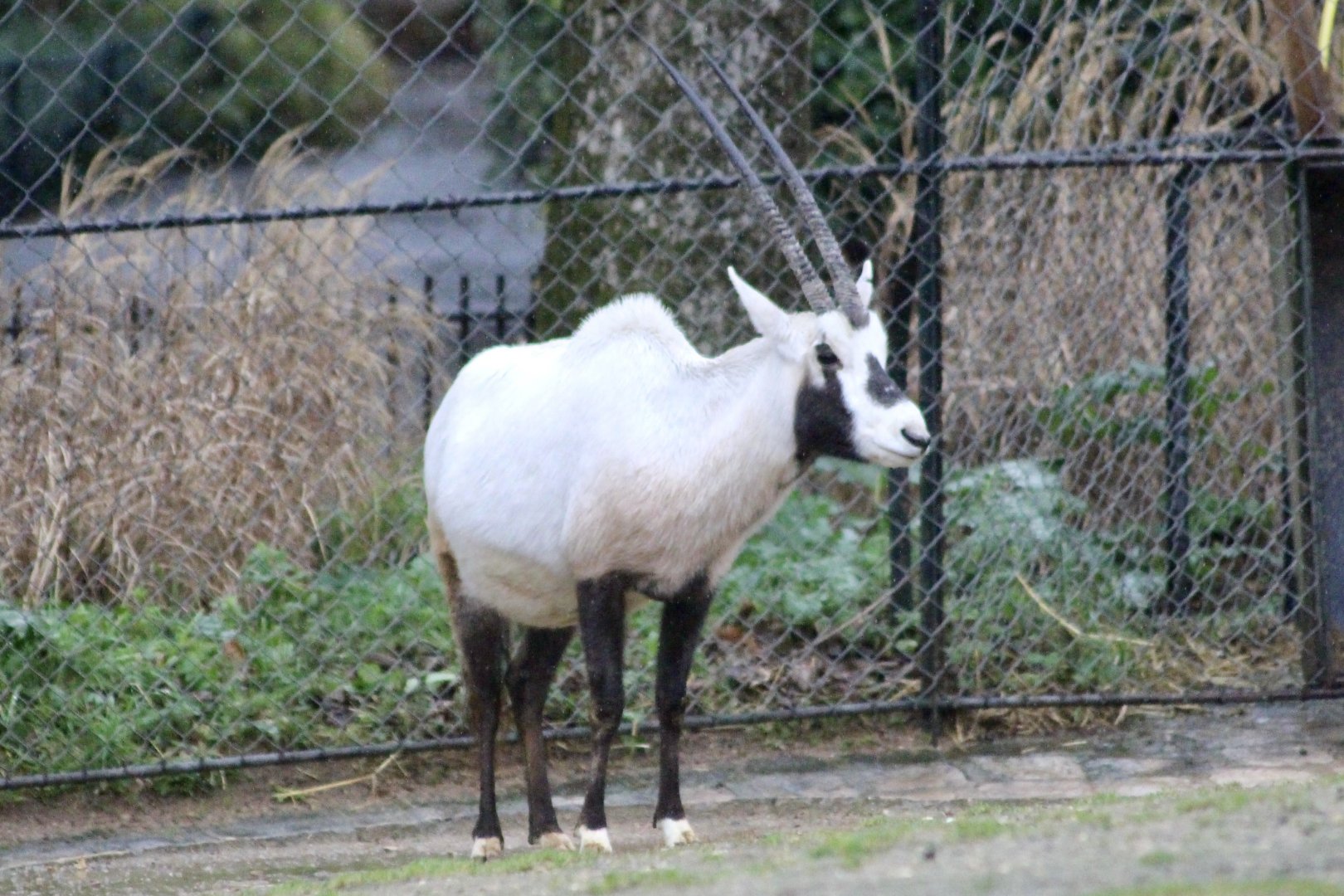 Arabian oryx (Oryx leucoryx) - January 2025