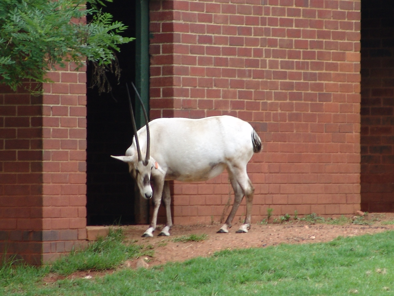 Arabian Oryx (Oryx leucoryx)