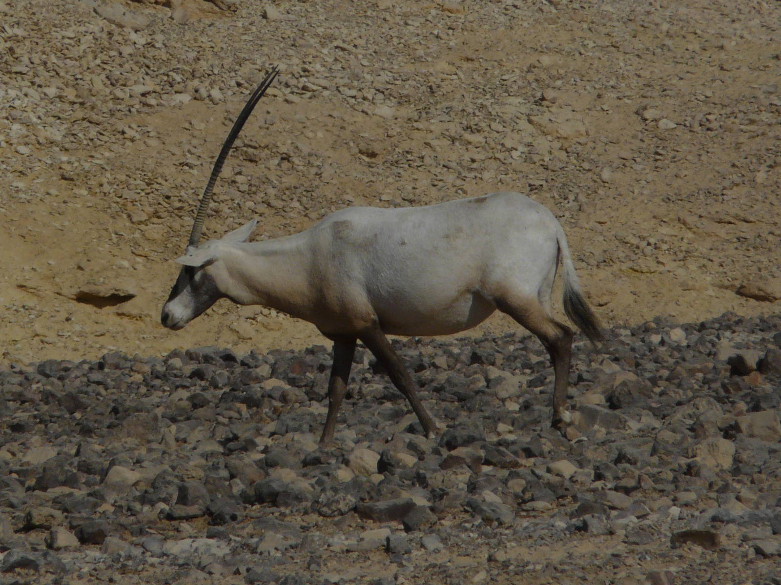 Arabian oryx/ Oryx leucoryx