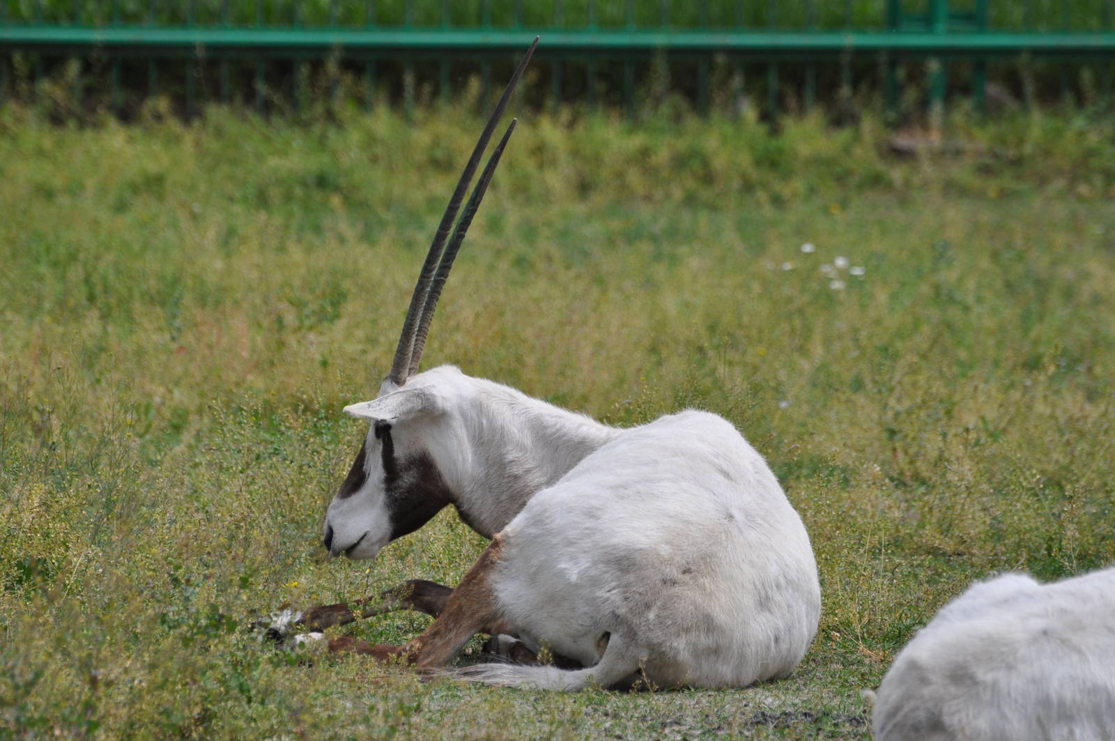 Arabian oryx/ Oryx leucoryx