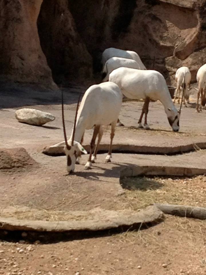 Arabian oryx (Oryx leucoryx)