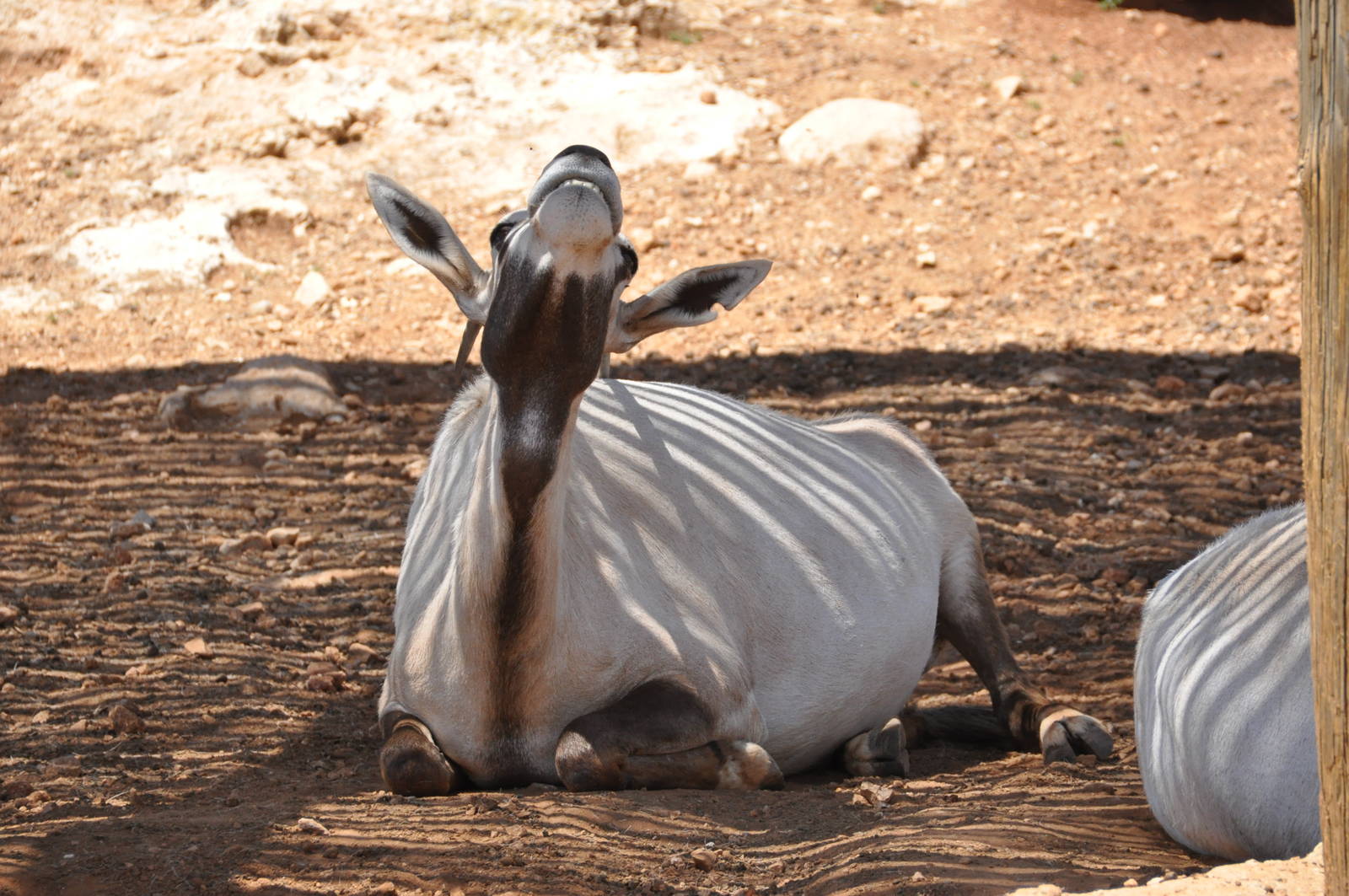 Arabian oryx / Oryx leucoryx
