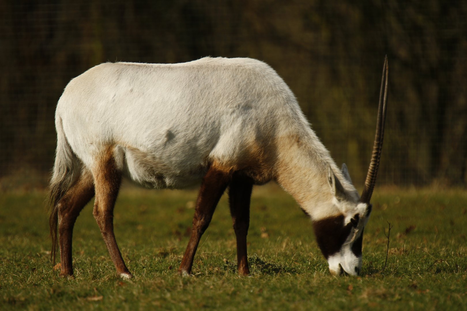Arabian oryx (Oryx leucoryx)