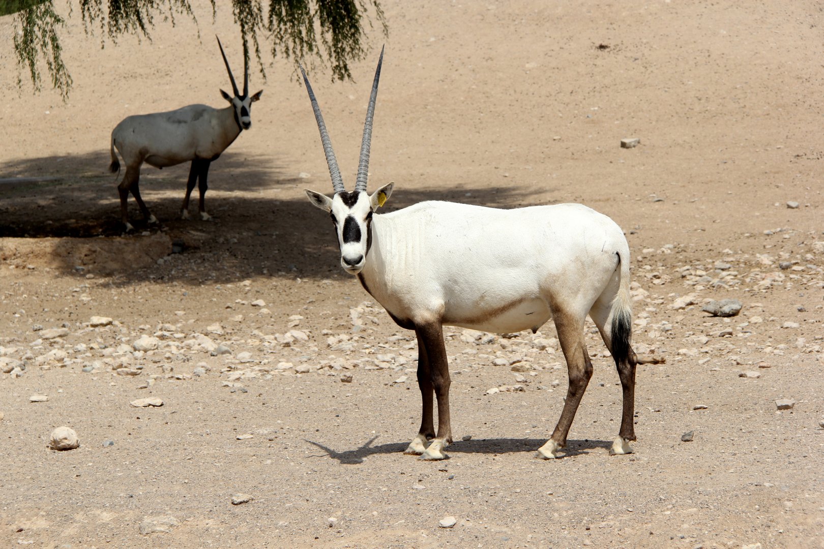 Arabian oryx (Oryx leucoryx)