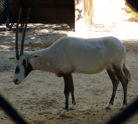 Arabian oryx (Oryx leucoryx)