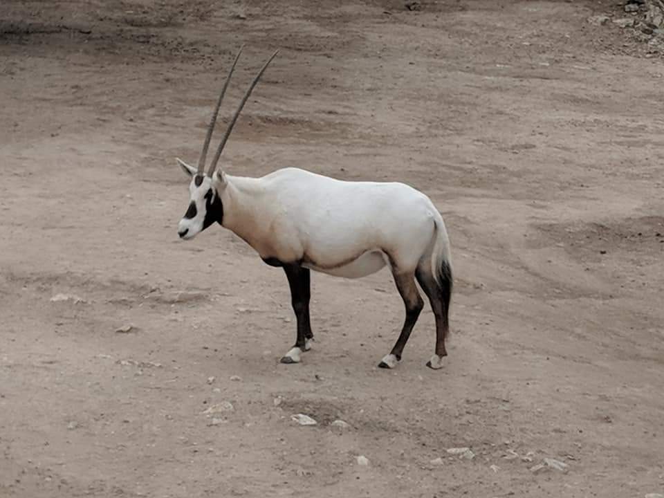 Arabian oryx (Oryx leucoryx)