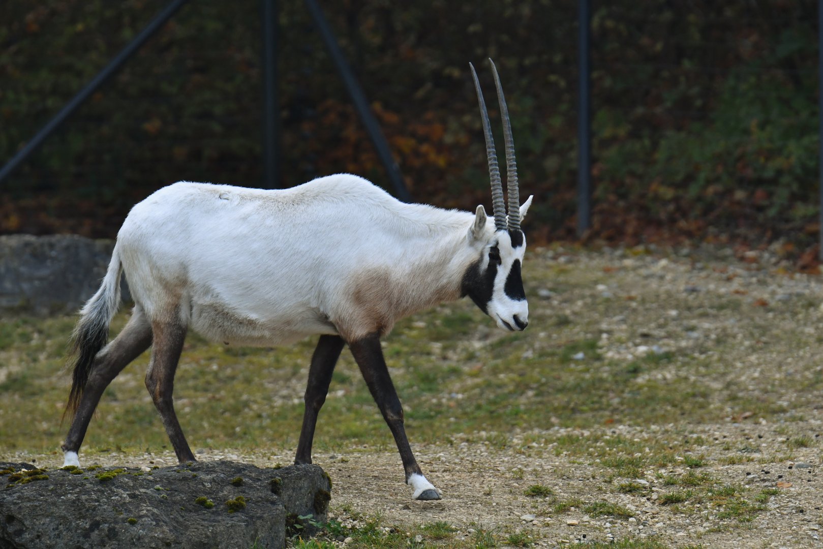Arabian oryx (Oryx leucoryx)