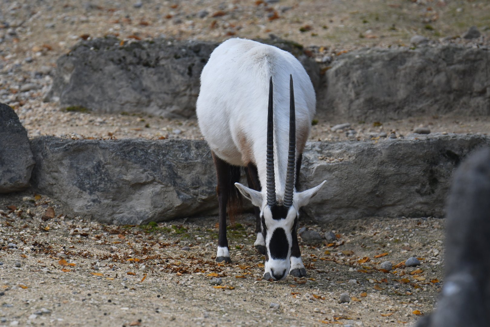 Arabian oryx (Oryx leucoryx)