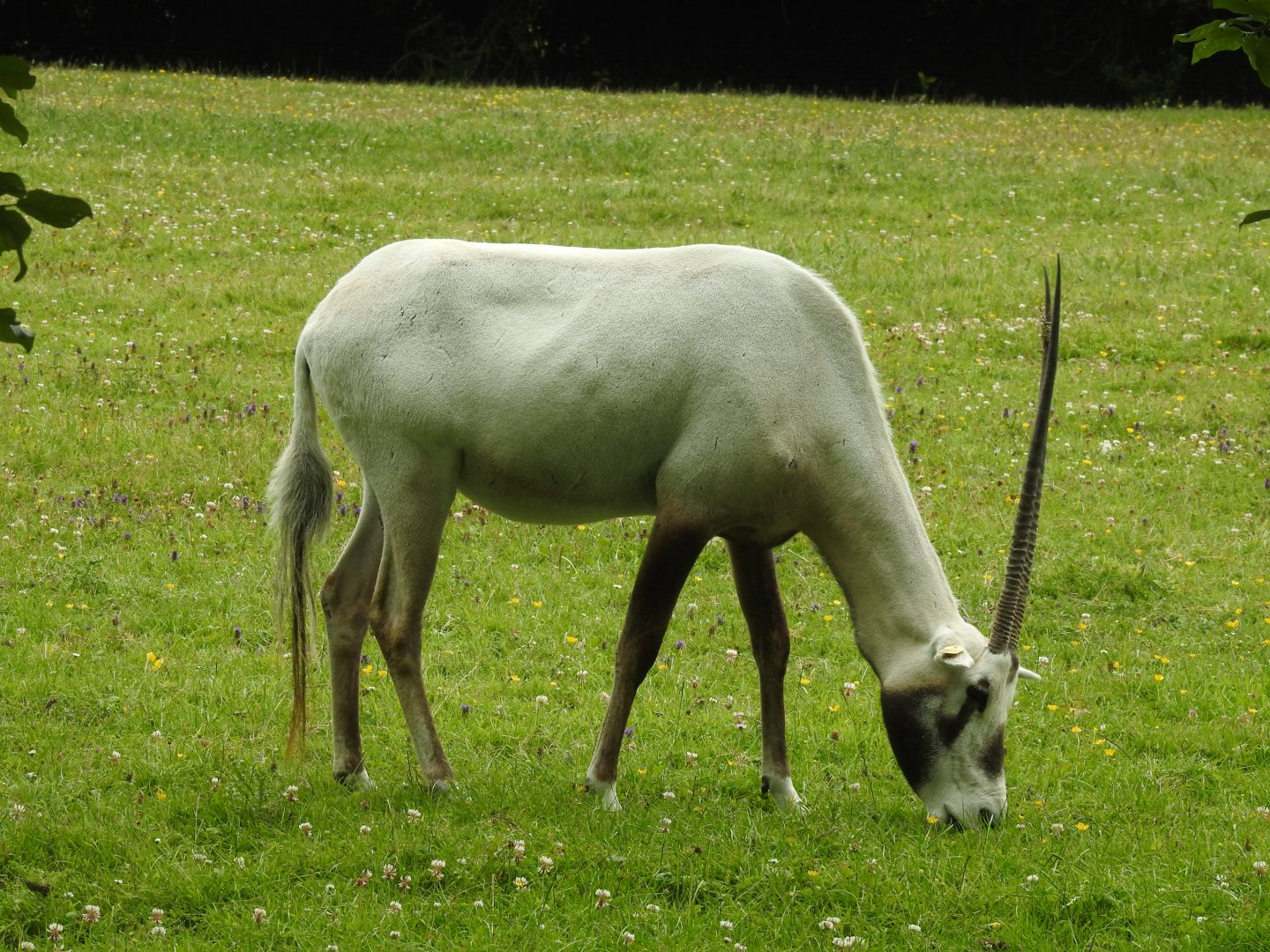 Arabian Oryx (Oryx leucoryx)