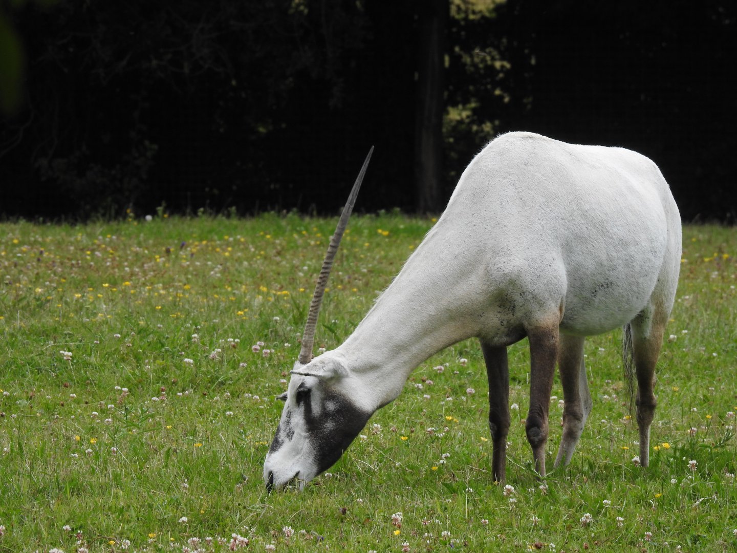 Arabian Oryx (Oryx leucoryx)