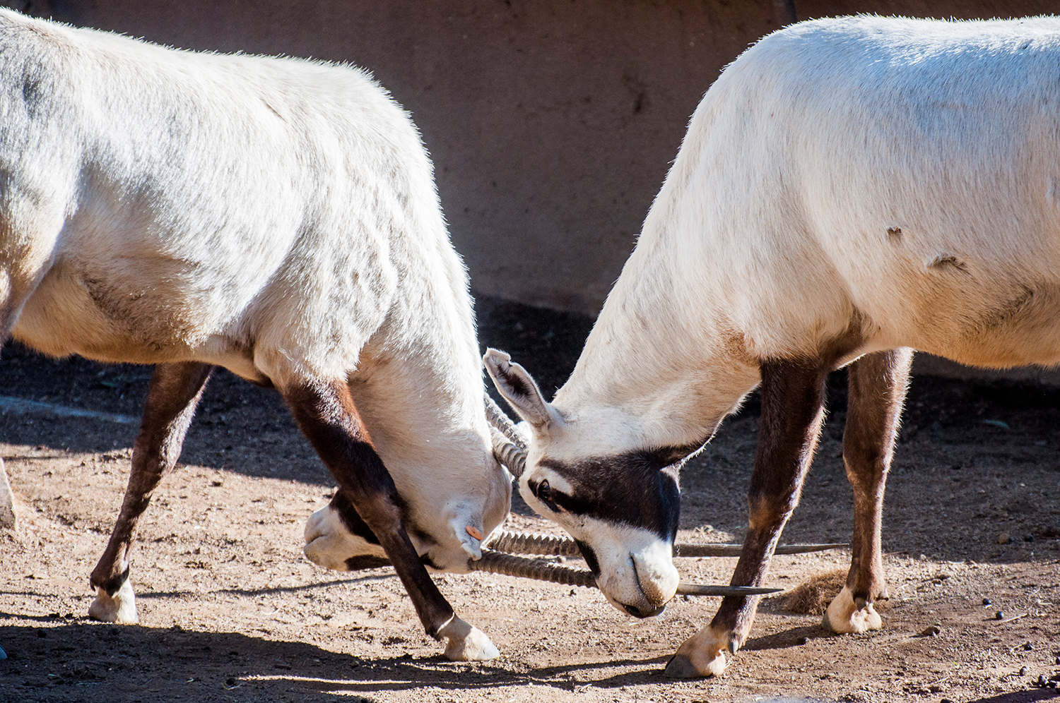 Arabian oryx (Oryx leucoryx)
