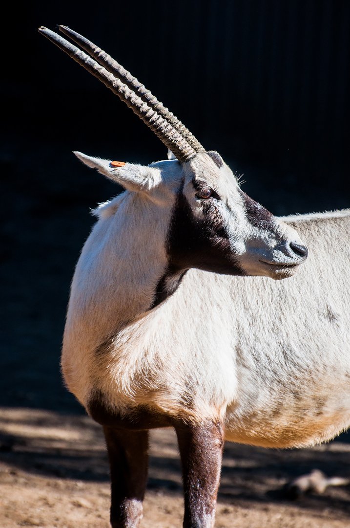 Arabian oryx (Oryx leucoryx)