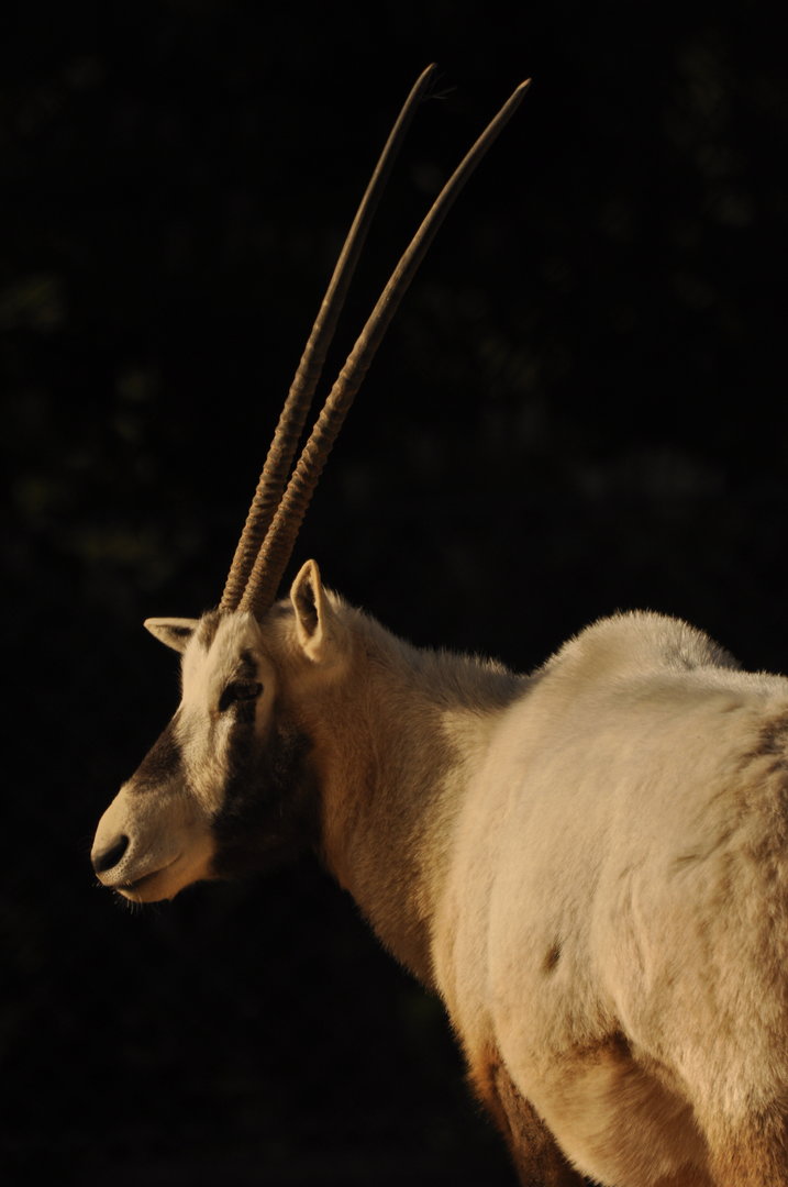 Arabian oryx (Oryx leucoryx)