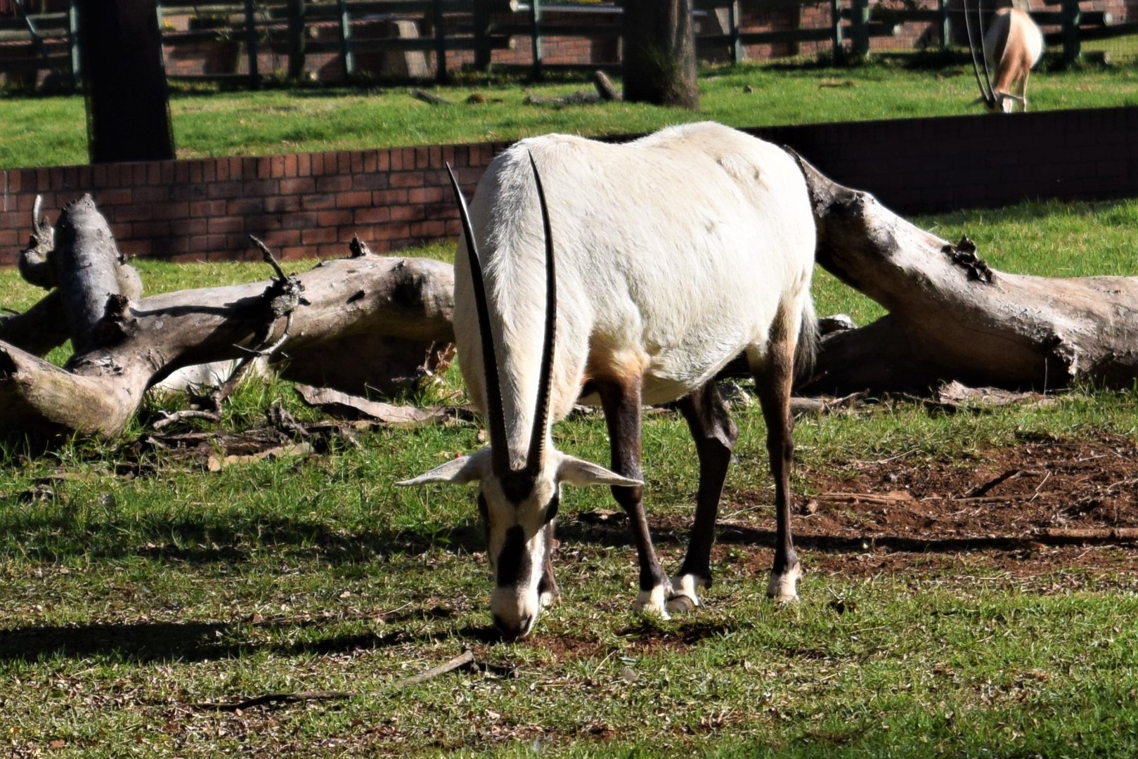 Arabian Oryx (Oryx leucoryx)