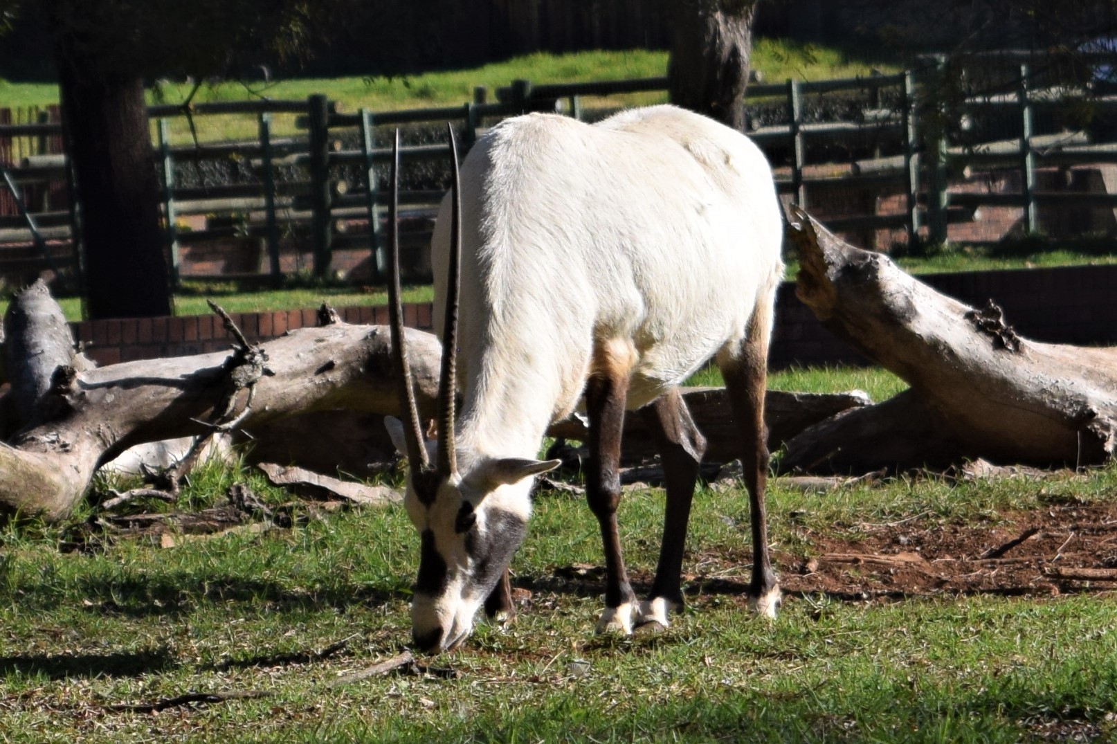 Arabian Oryx (Oryx leucoryx)
