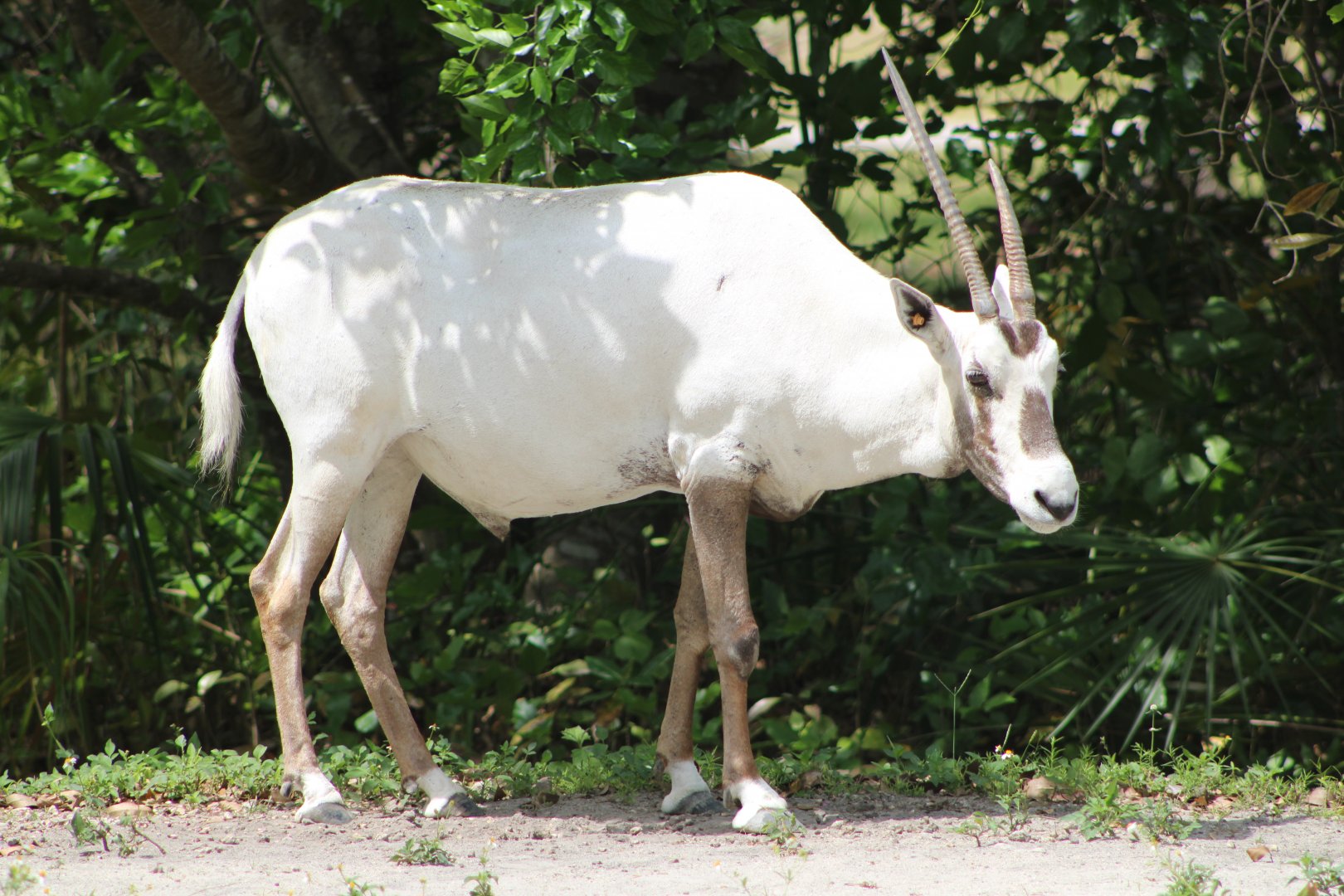Arabian Oryx (Oryx leucoryx)