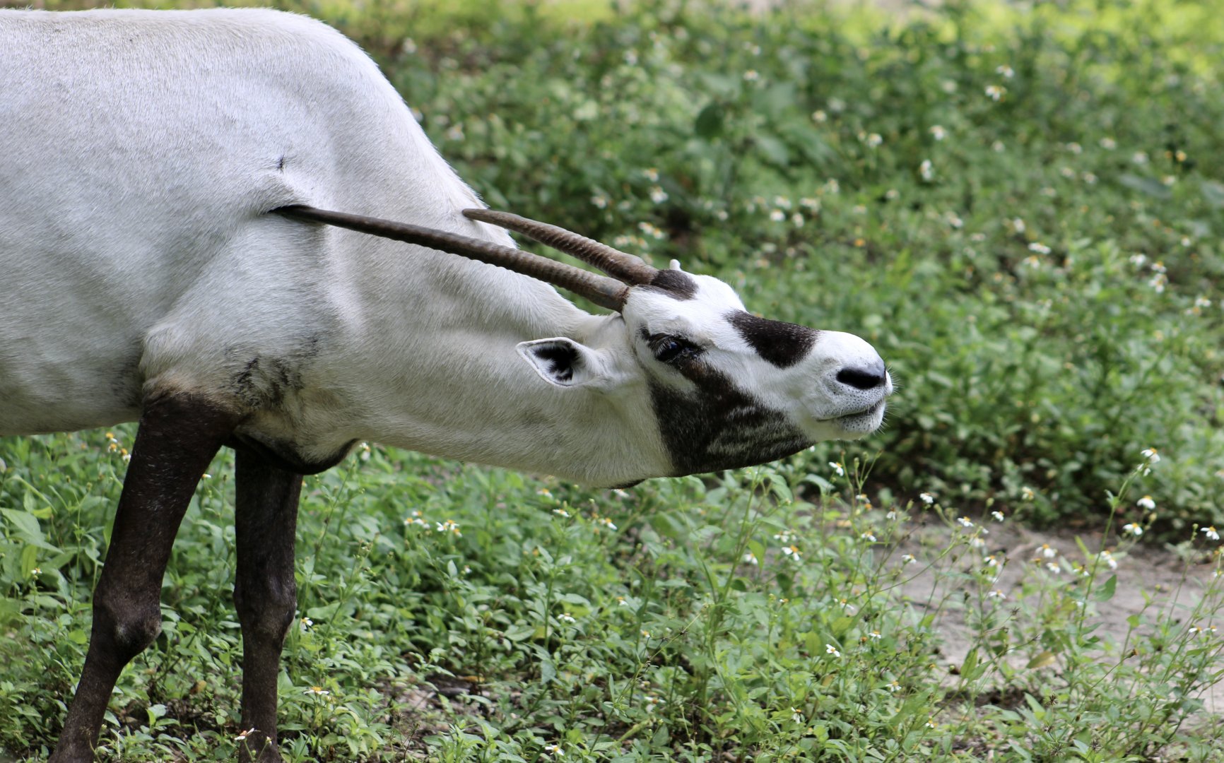 Arabian Oryx (Oryx leucoryx)