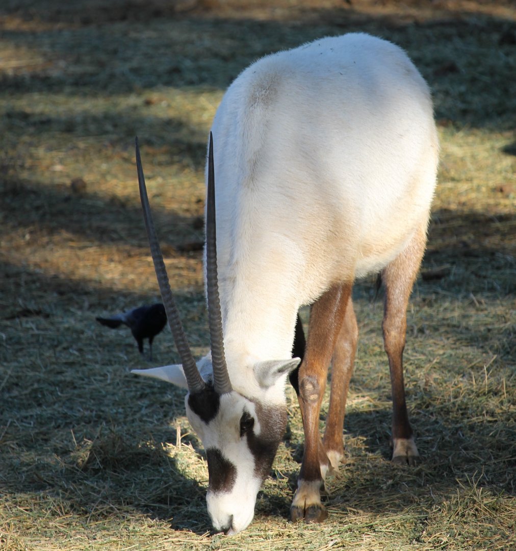 Arabian Oryx (Oryx leucoryx)