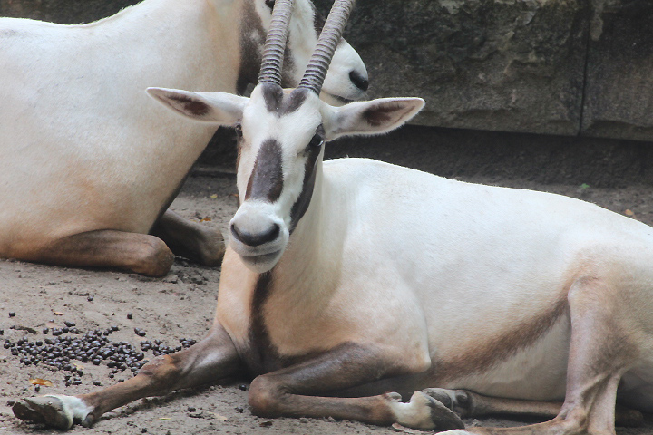 Arabian oryx (Oryx leucoryx)