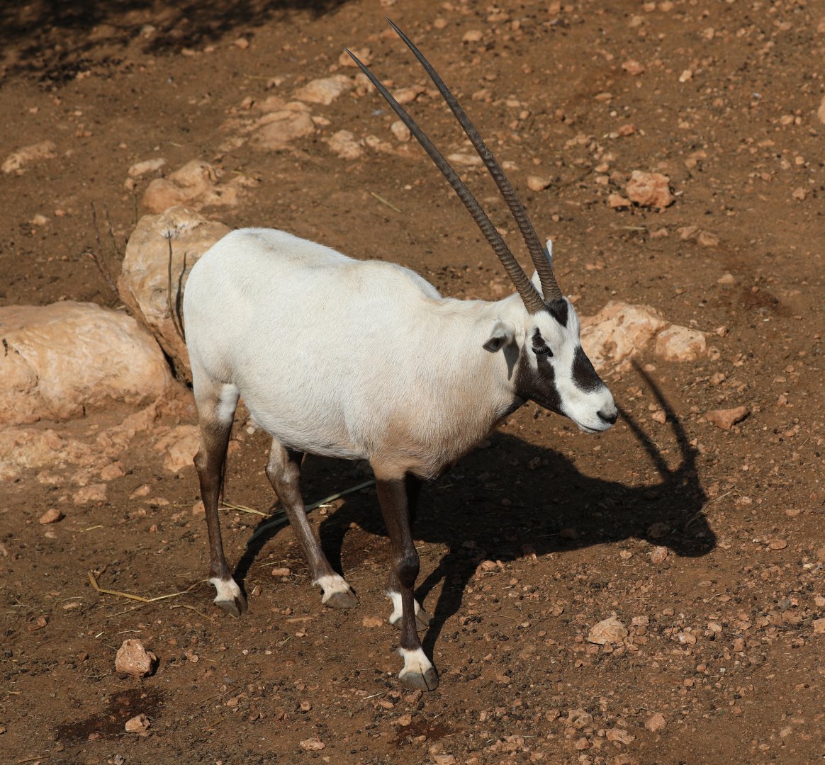 Arabian oryx (Oryx leucoryx)