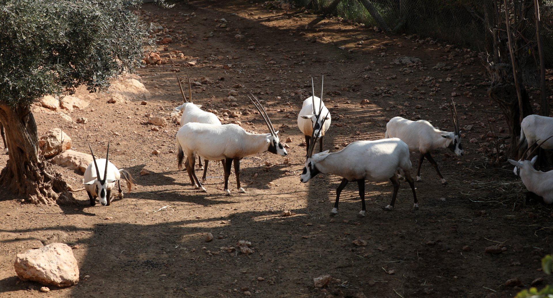 Arabian oryx (Oryx leucoryx)