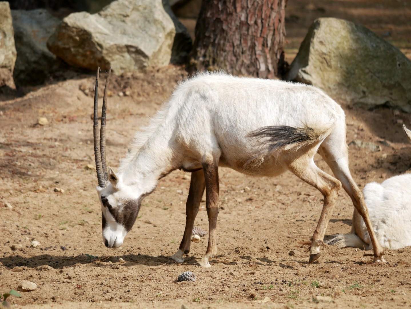 Arabian oryx (Oryx leucoryx)