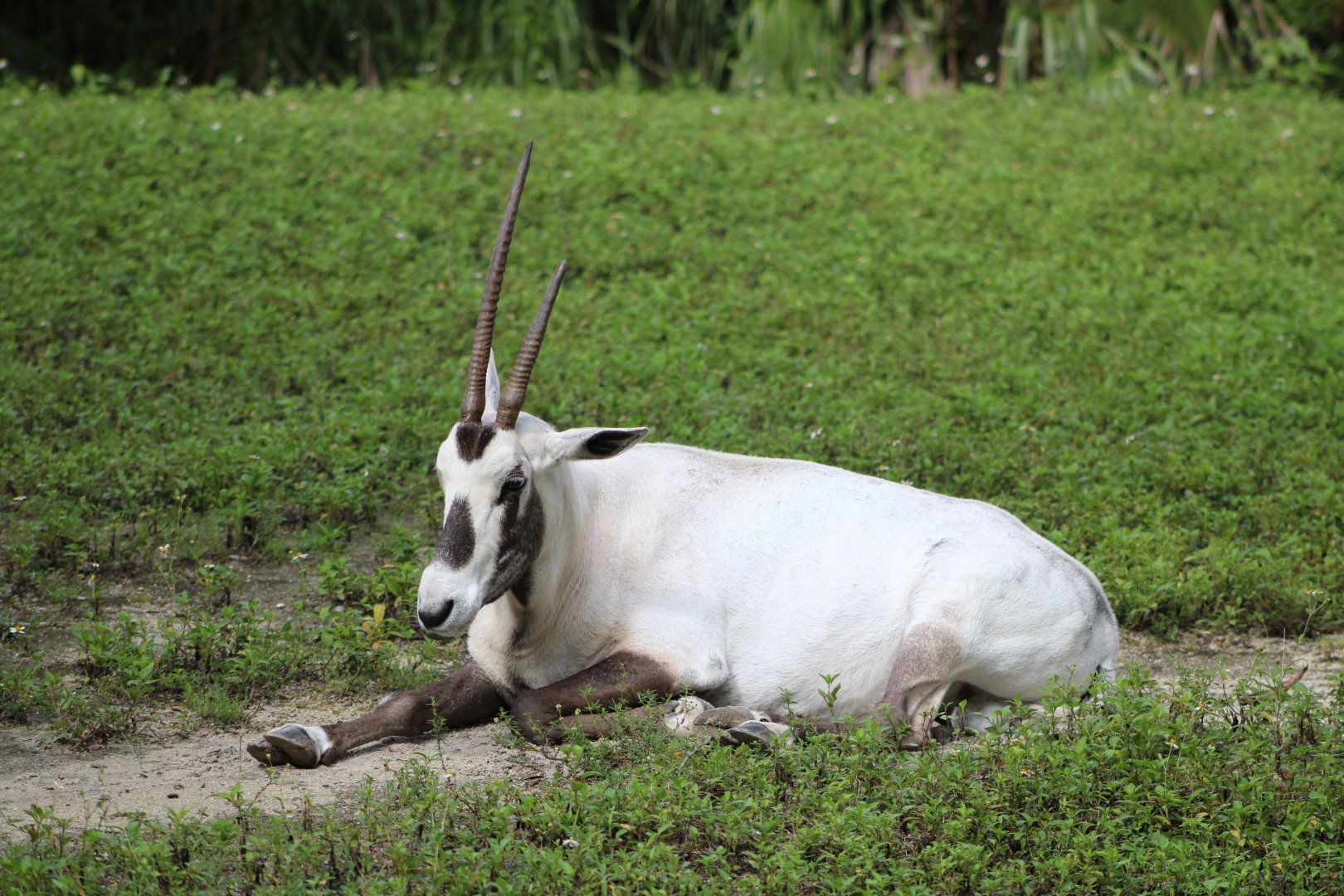 Arabian Oryx (Oryx leucoryx)