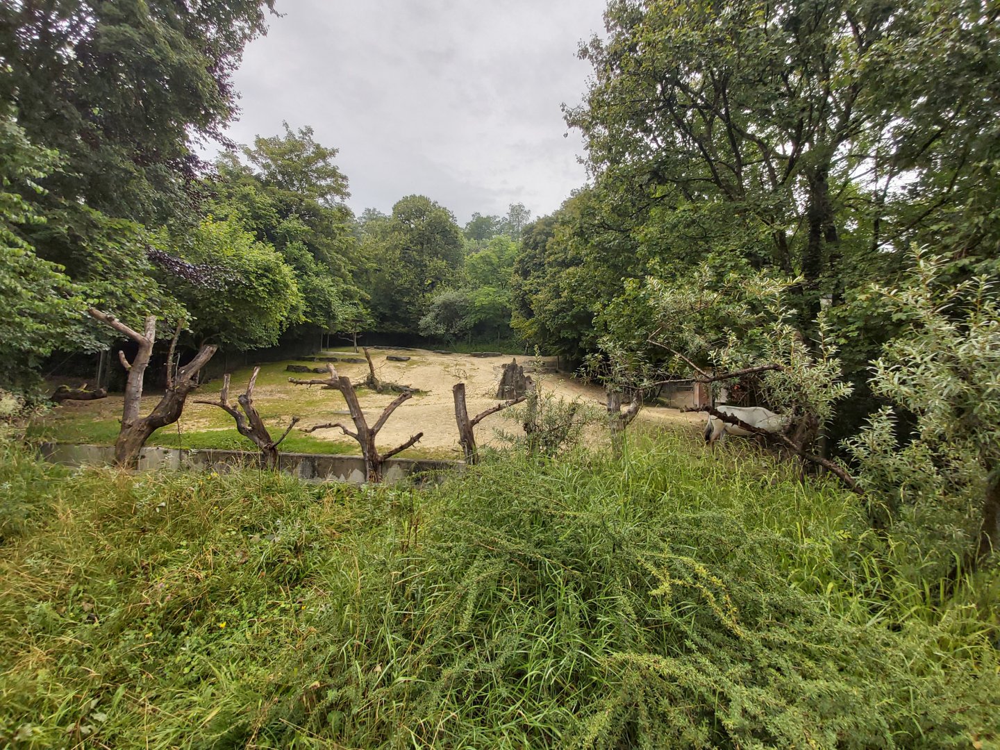 Arabian oryx outdoor enclosure