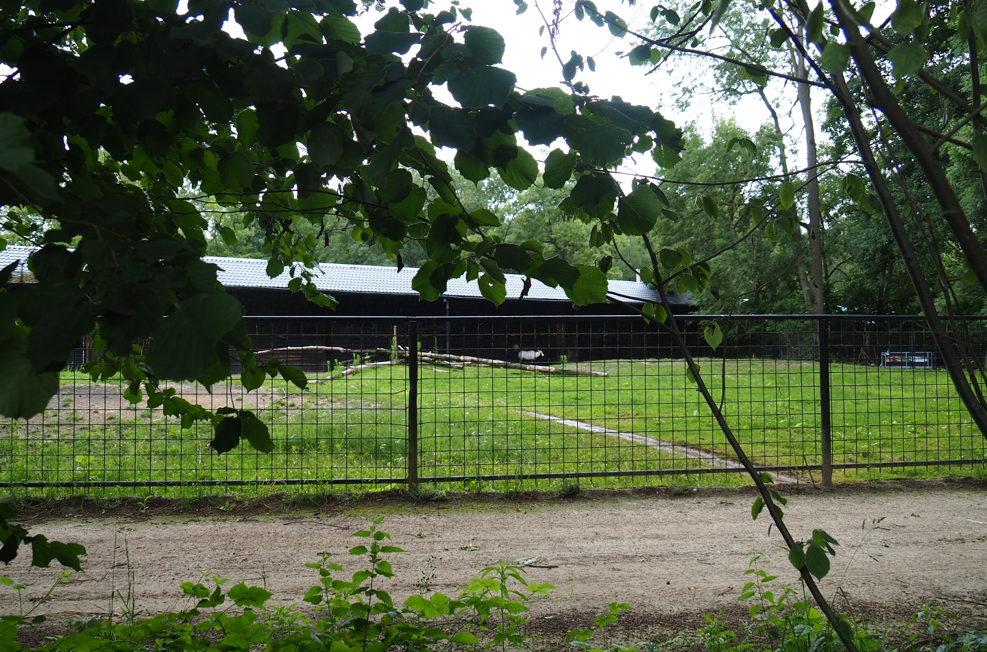 Arabian oryx paddock, 2020-07-14