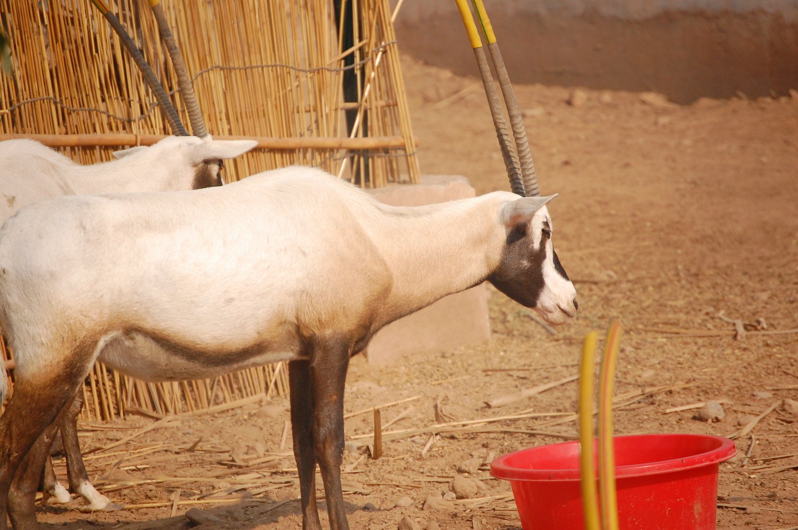 Arabian oryx - Peshawar zoo 8/12/2018