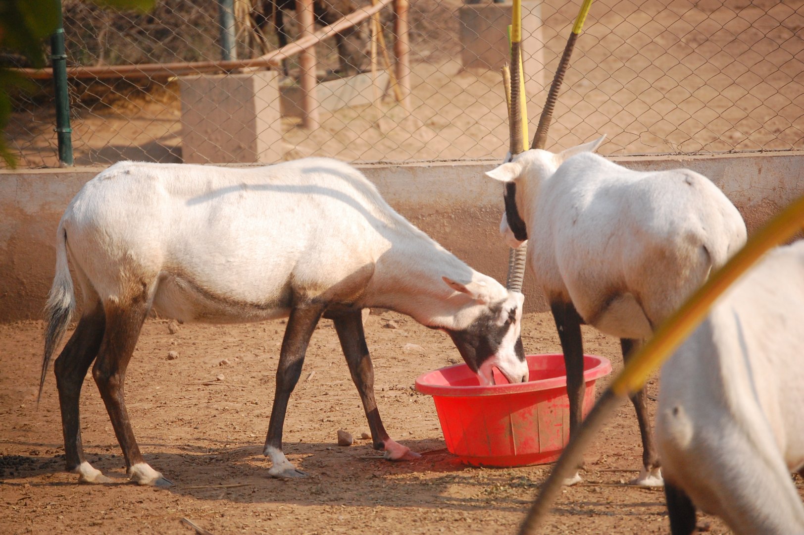 Arabian oryx - Peshawar zoo 8/12/2018