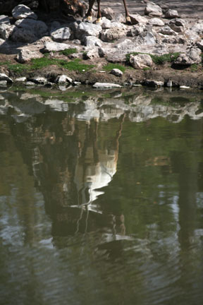 arabian oryx reflection