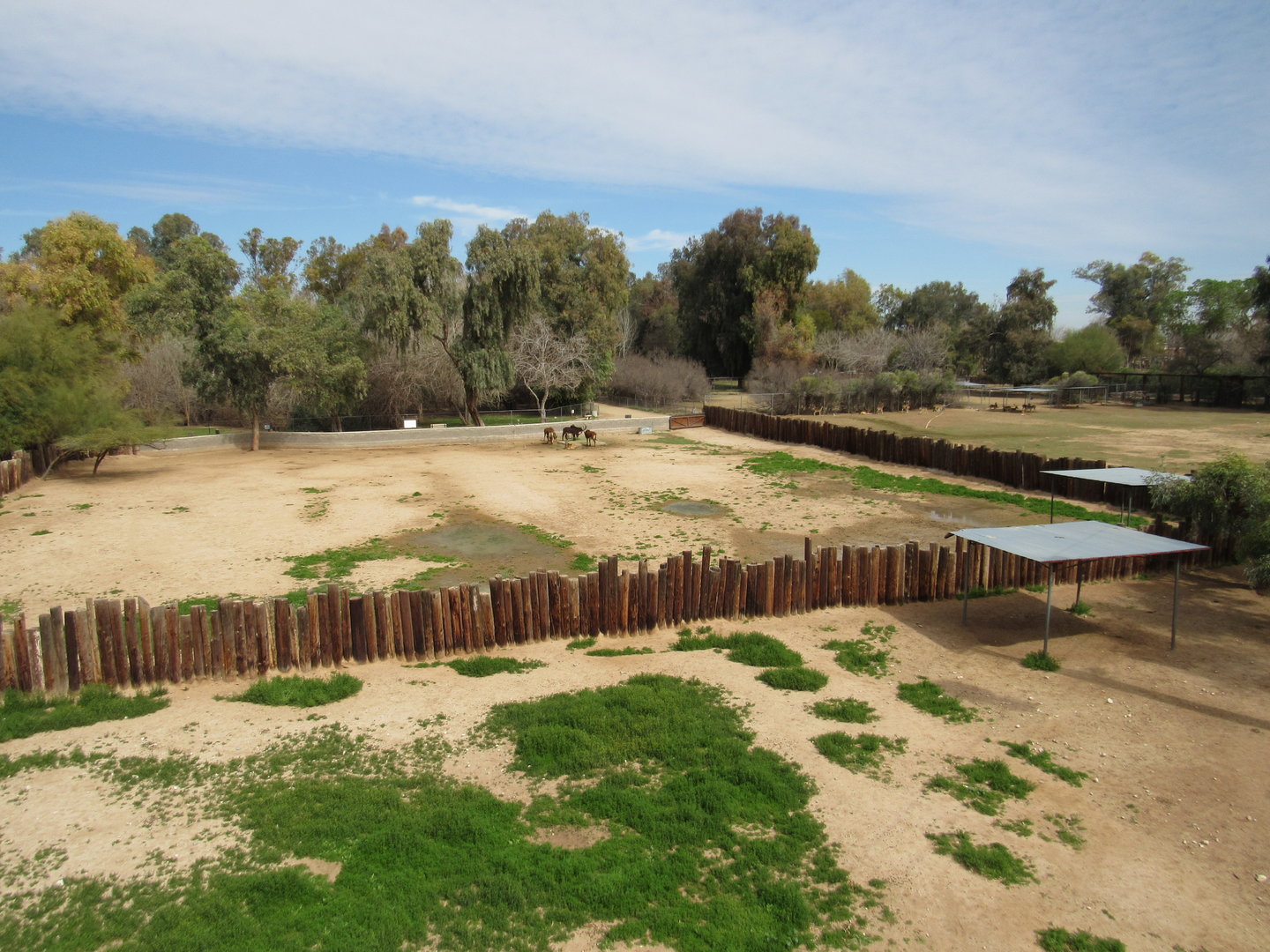 Arabian Oryx, Sable Antelope and Axis Deer Exhibits from Sky Ride - 3/6/23