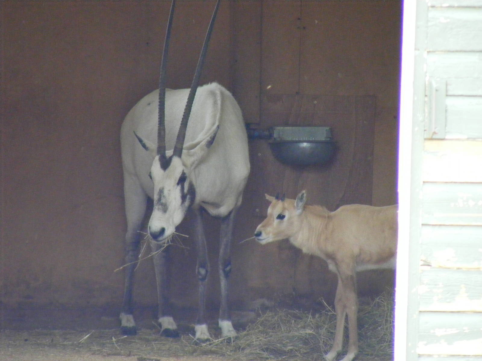 Arabian oryx with calf at Marwell Wildlife, 8 August 2010