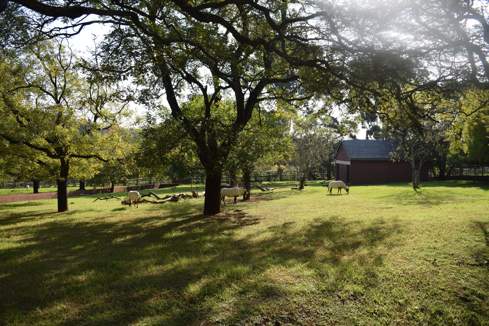 Arabian Oryx Yard (Oryx leucoryx)