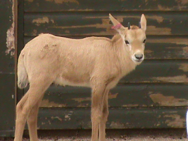 arabian oryx young 08/10