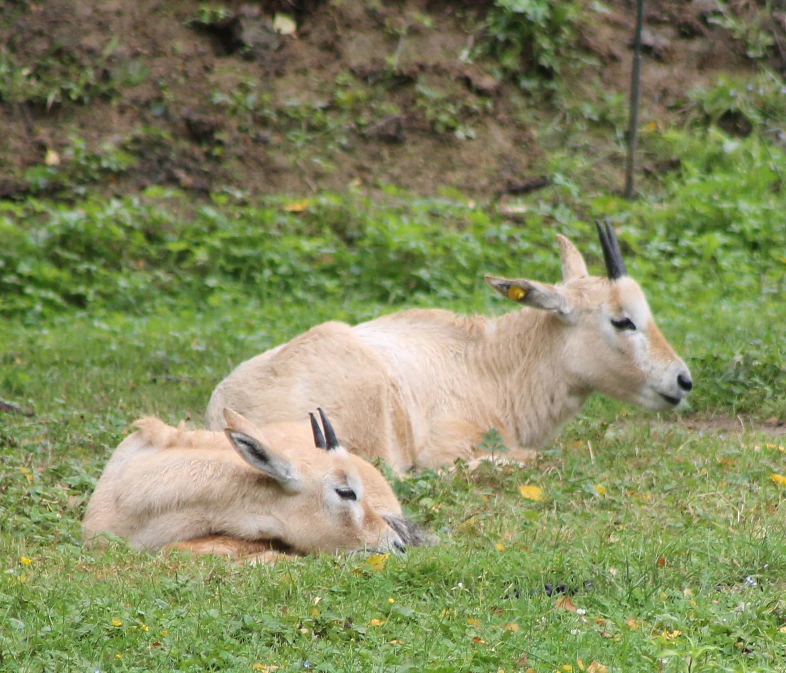 Arabian oryx young