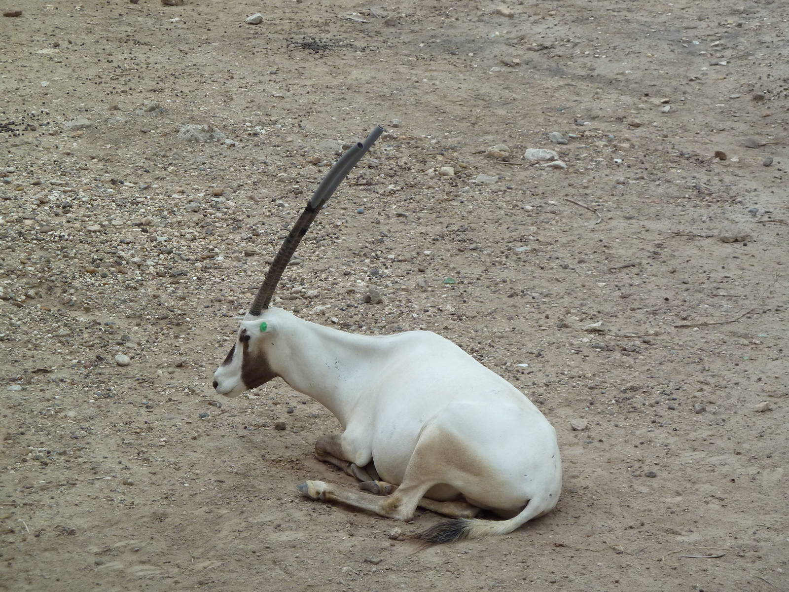 Arabian Oryx