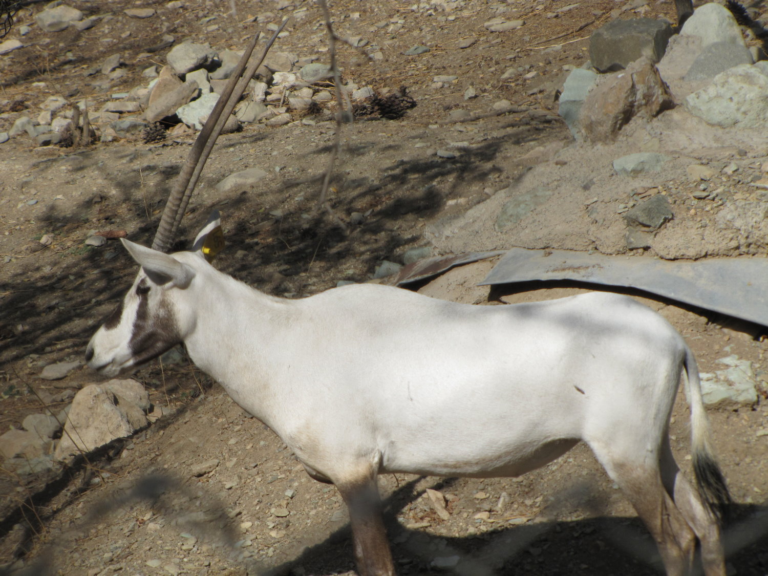 arabian oryx